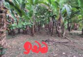 Land For Sale In Kurunegala
