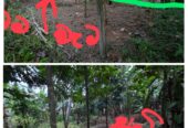 Land For Sale In Kurunegala
