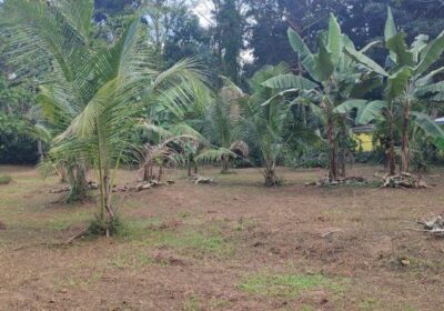 15 Perch Land for Sale in Bopitiya (Giriulla)
