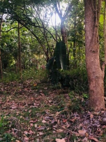 Land for Sale Talawa