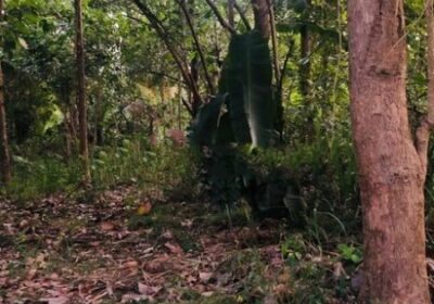 Land for Sale Talawa