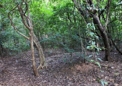 කෑගල්ල නගර සීමාව තුළම පර්චස් 65 ක ඉඩමක් අඩුම මිලට හිමි කර ගැනීමට අපූරු අවස්ථාවක්!