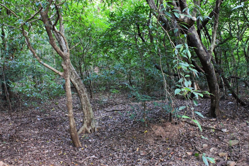 කෑගල්ල නගර සීමාව තුළම පර්චස් 65 ක ඉඩමක් අඩුම මිලට හිමි කර ගැනීමට අපූරු අවස්ථාවක්!