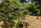 Land For Sale In Moragahahena