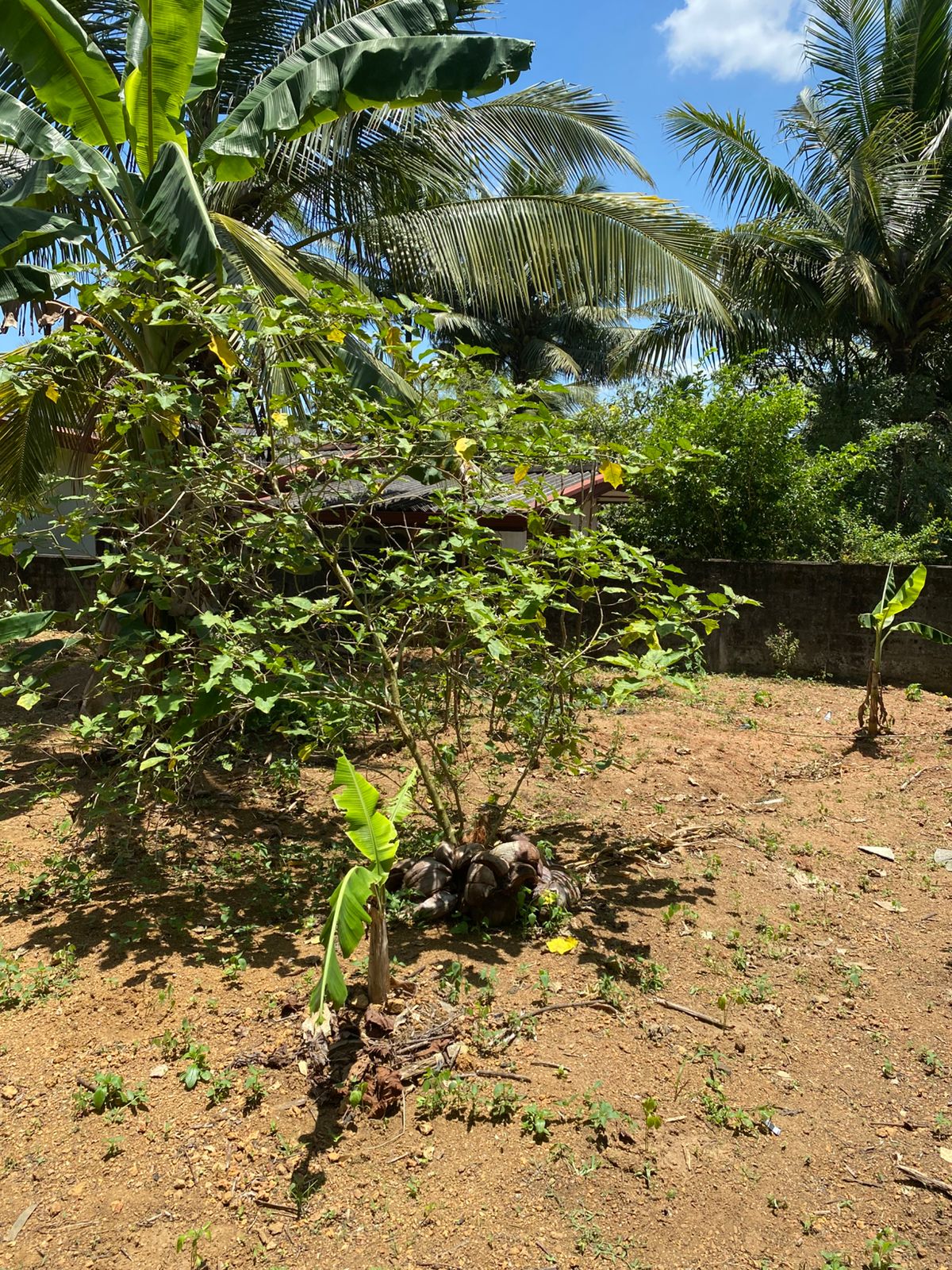 Land For Sale In Moragahahena