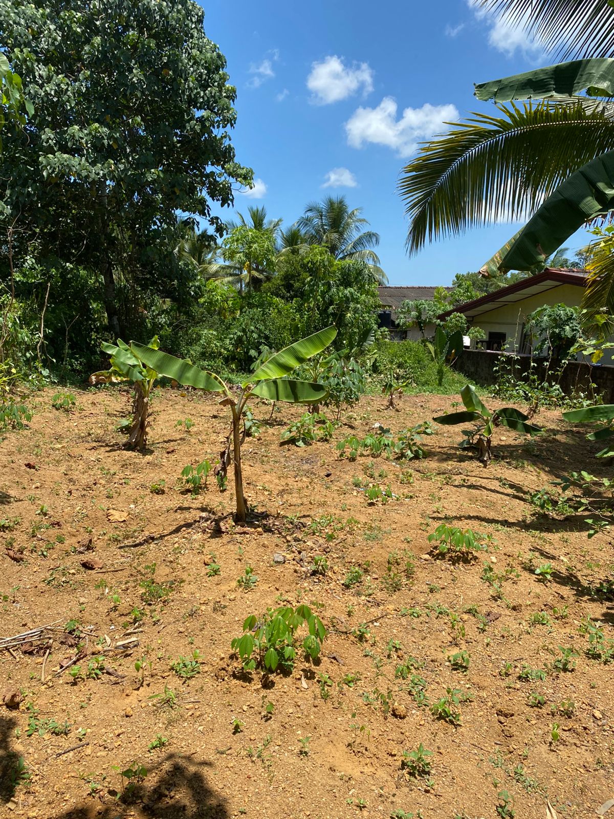 Land For Sale In Moragahahena