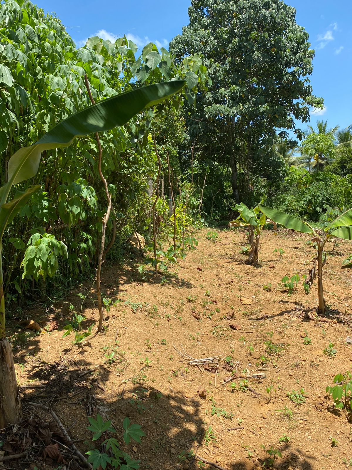 Land For Sale In Moragahahena