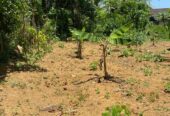 Land For Sale In Moragahahena