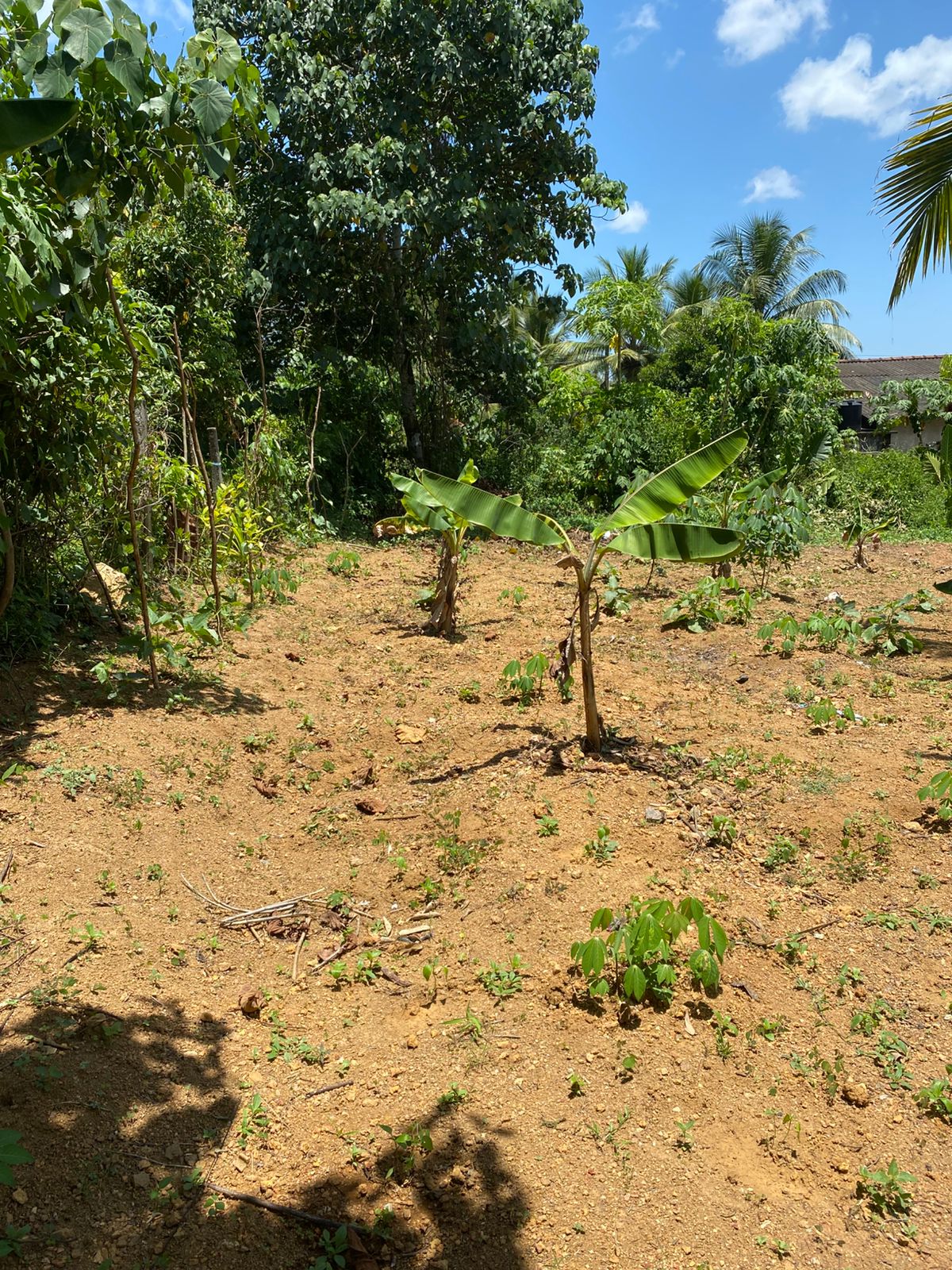 Land For Sale In Moragahahena