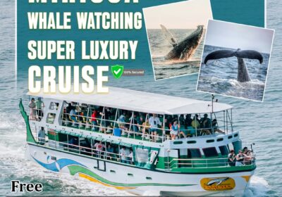 Whale Watching Mirissa