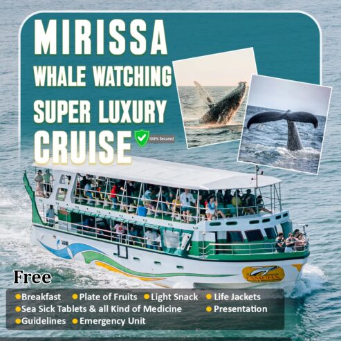 Whale Watching Mirissa