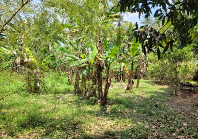 Residential Land for Sale in Kalagedihena