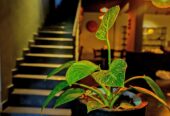 Villa for Sale in Hapugala, Galle (Brand New)