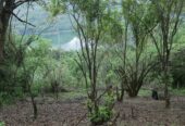 Bare Land for sale in Haragama