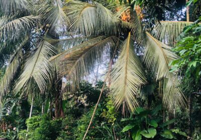 Residential Land for Sale in වලව්වත්ත , Mirigama