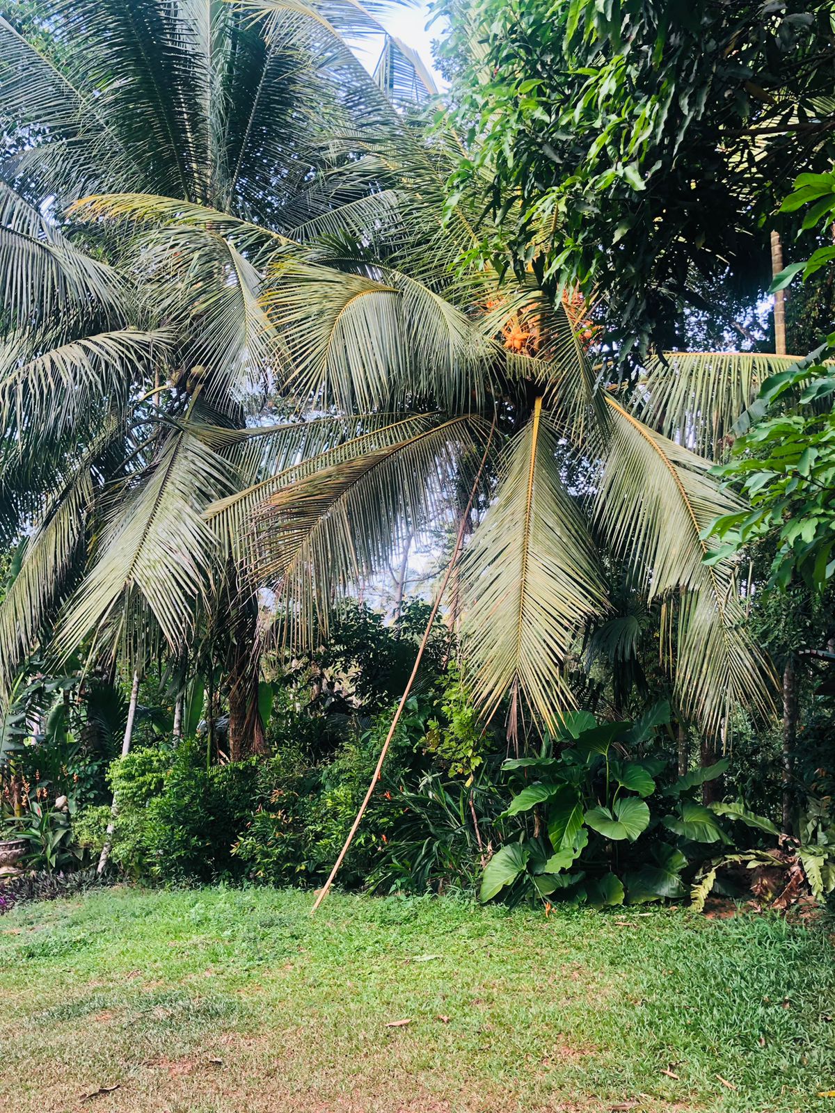 Residential Land for Sale in වලව්වත්ත , Mirigama