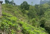Tea Land for Sale in Nawalapitiya