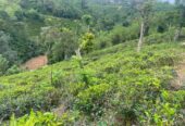Tea Land for Sale in Nawalapitiya