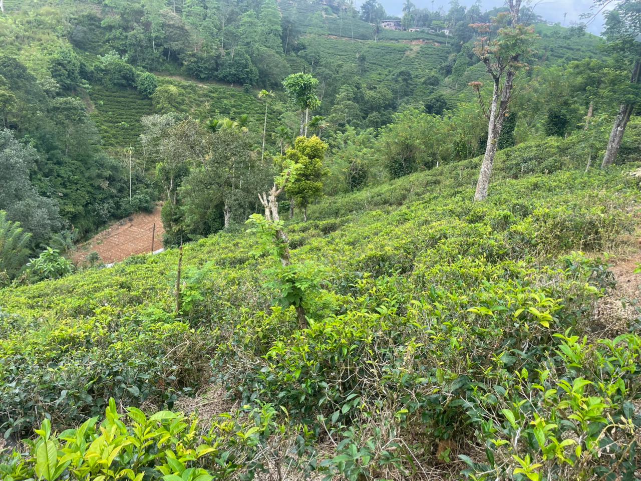 Tea Land for Sale in Nawalapitiya