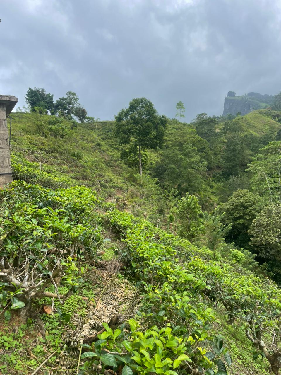 Tea Land for Sale in Nawalapitiya