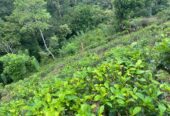 Tea Land for Sale in Nawalapitiya