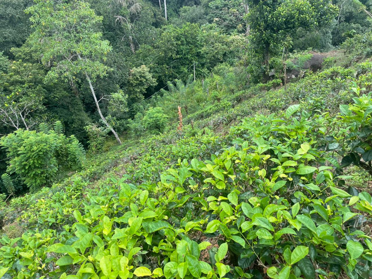 Tea Land for Sale in Nawalapitiya
