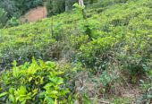 Tea Land for Sale in Nawalapitiya