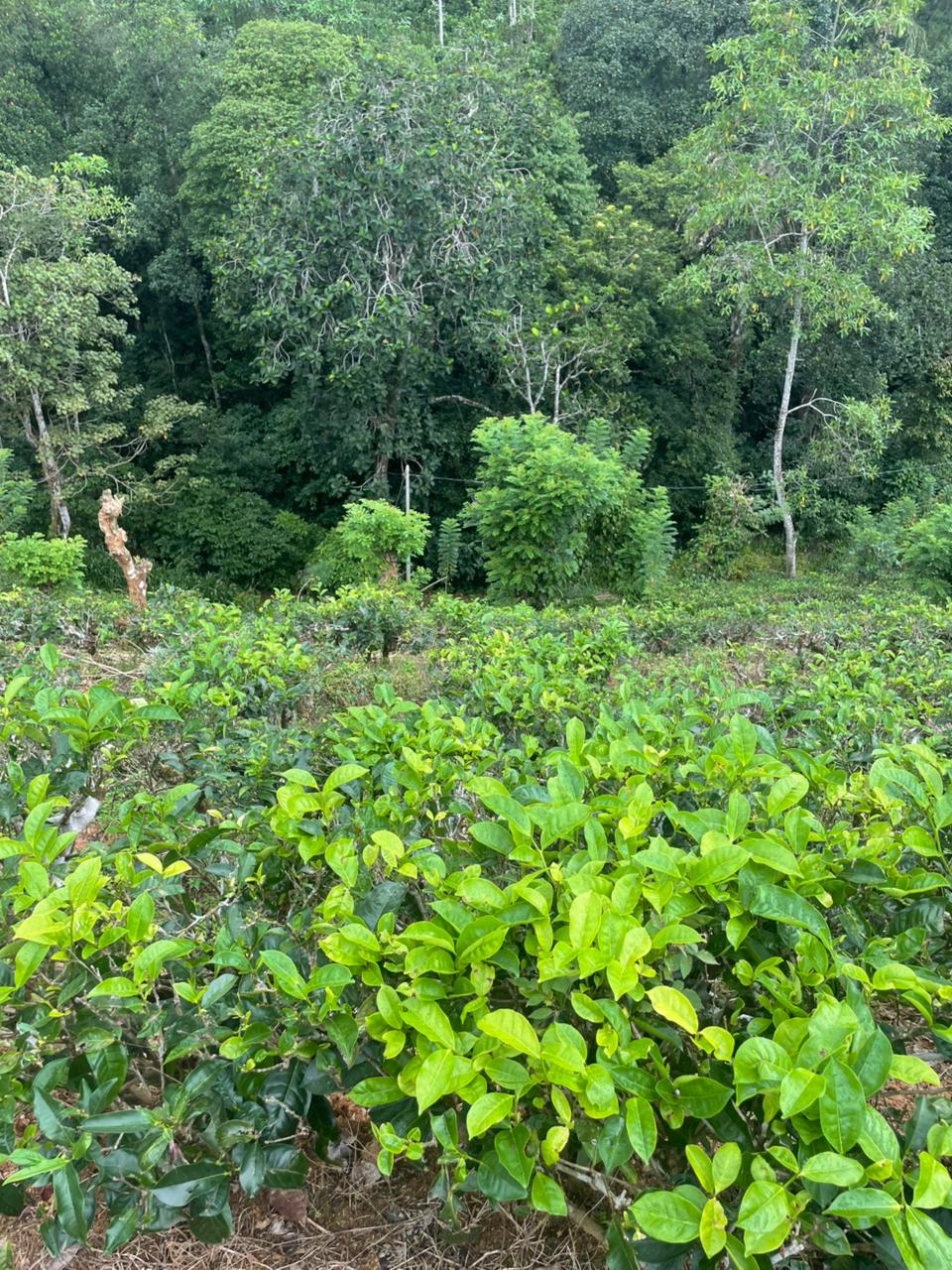 Tea Land for Sale in Nawalapitiya