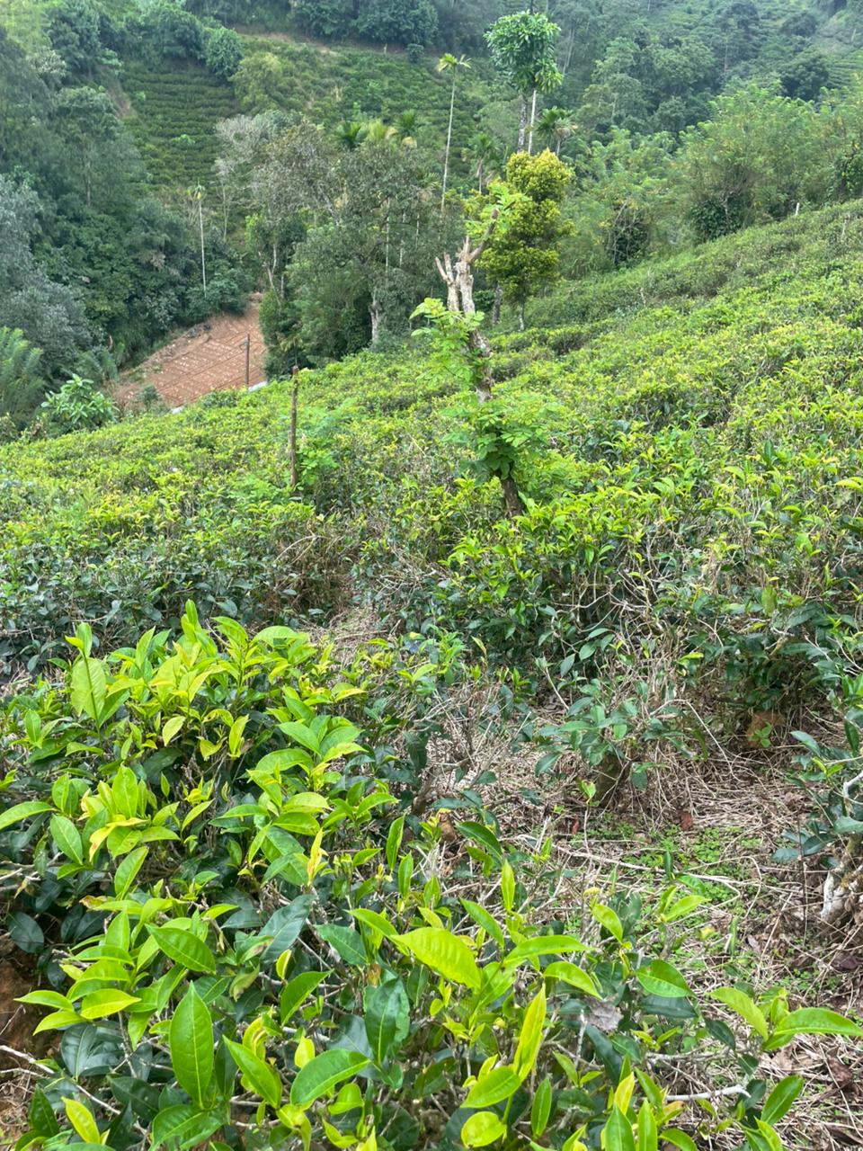 Tea Land for Sale in Nawalapitiya