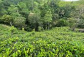 Tea Land for Sale in Nawalapitiya