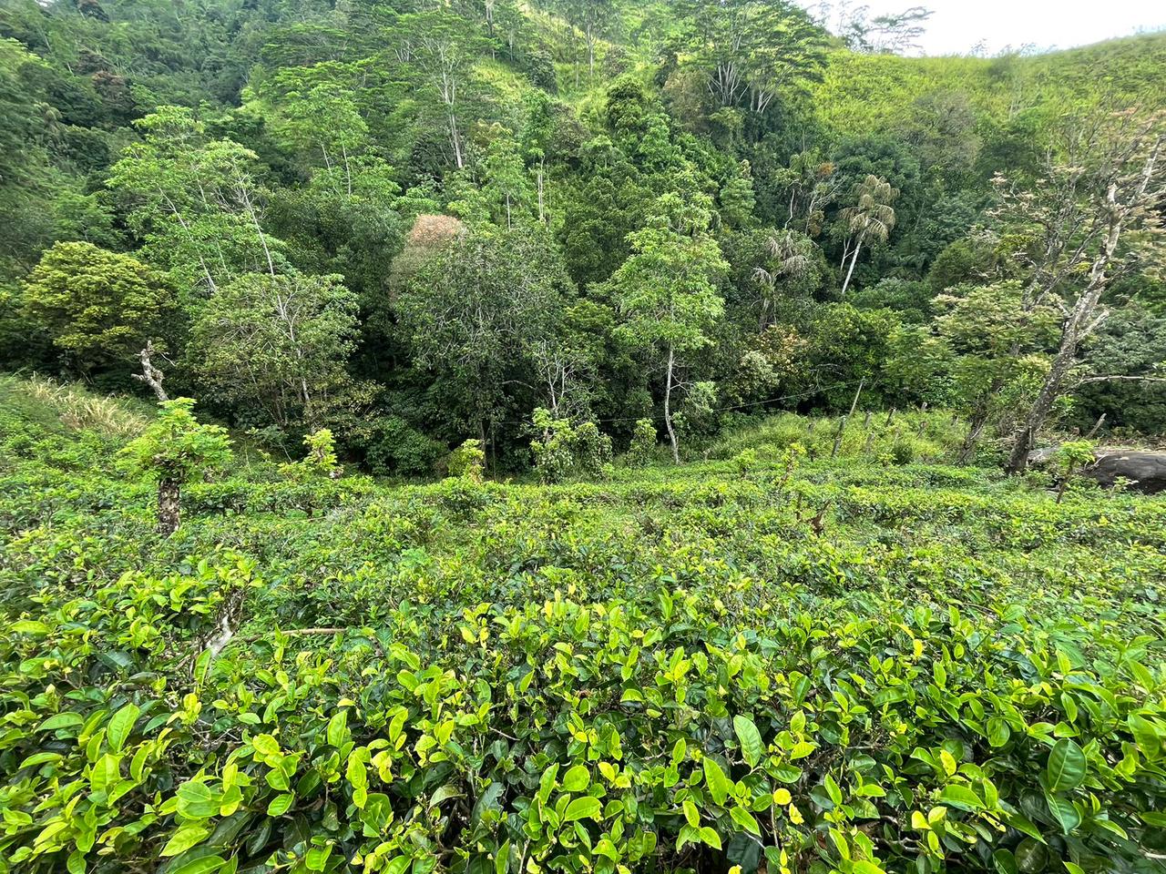 Tea Land for Sale in Nawalapitiya