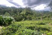 Tea Land for Sale in Nawalapitiya