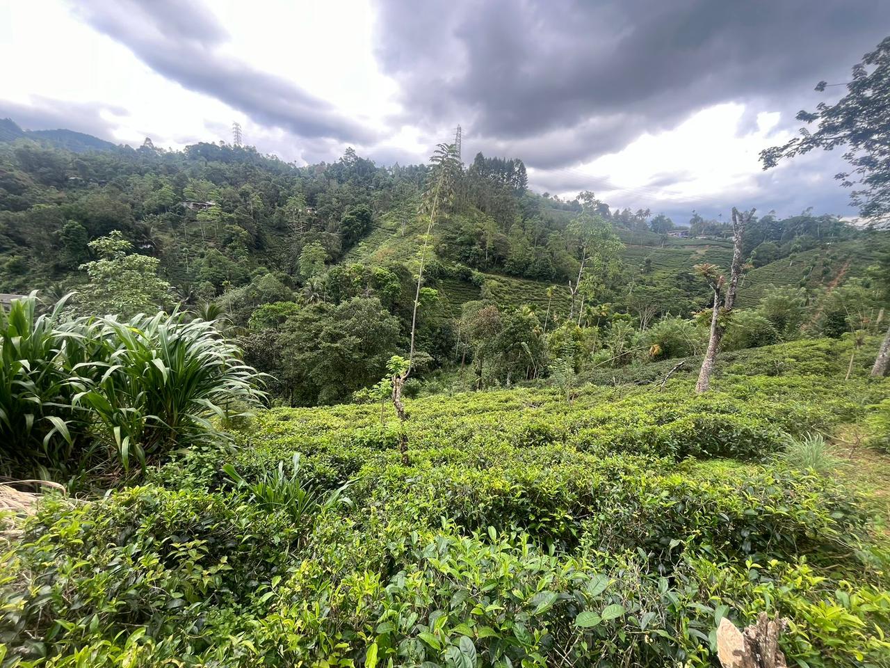 Tea Land for Sale in Nawalapitiya