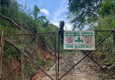 Tea Land for Sale in Nawalapitiya