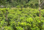 Tea Land for Sale in Nawalapitiya