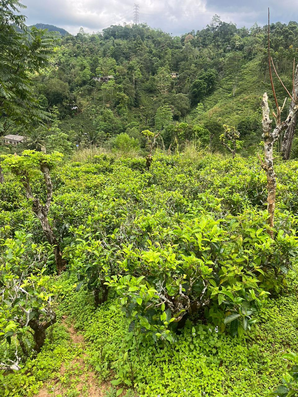 Tea Land for Sale in Nawalapitiya