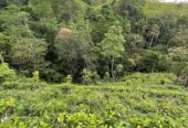 Tea Land for Sale in Nawalapitiya