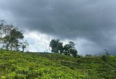 Tea Land for Sale in Nawalapitiya
