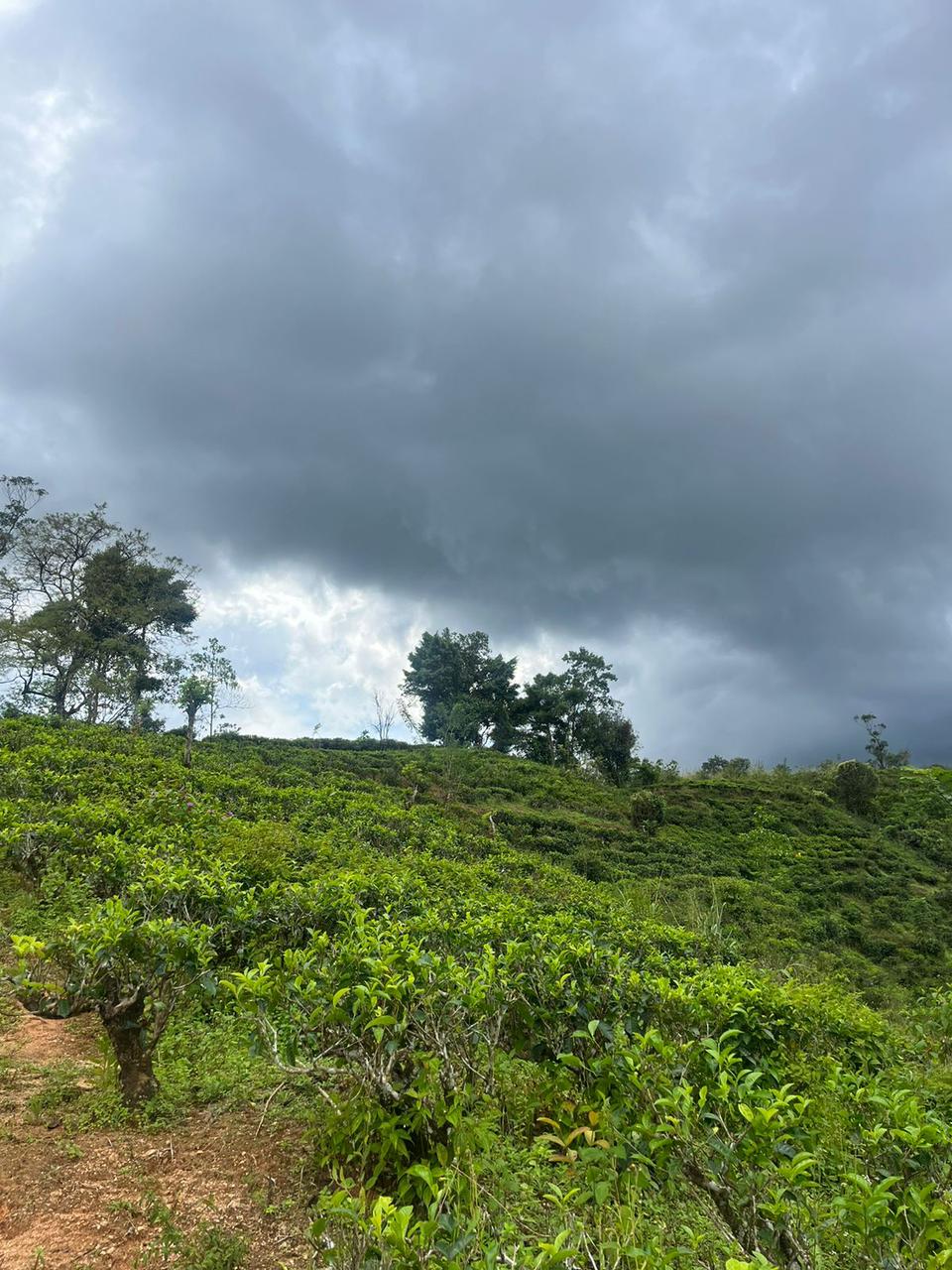 Tea Land for Sale in Nawalapitiya