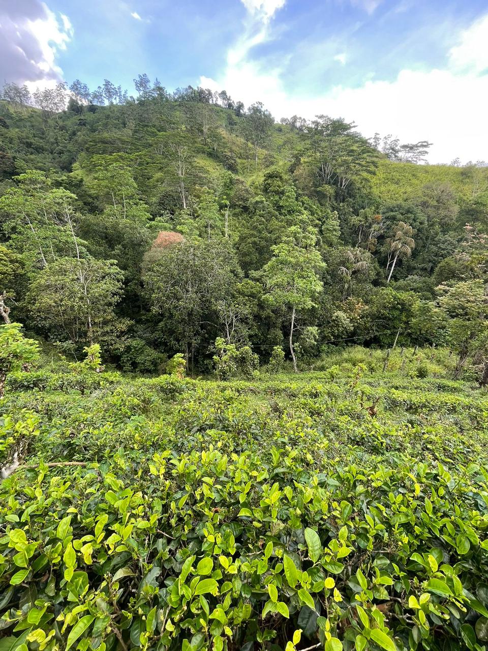 Tea Land for Sale in Nawalapitiya
