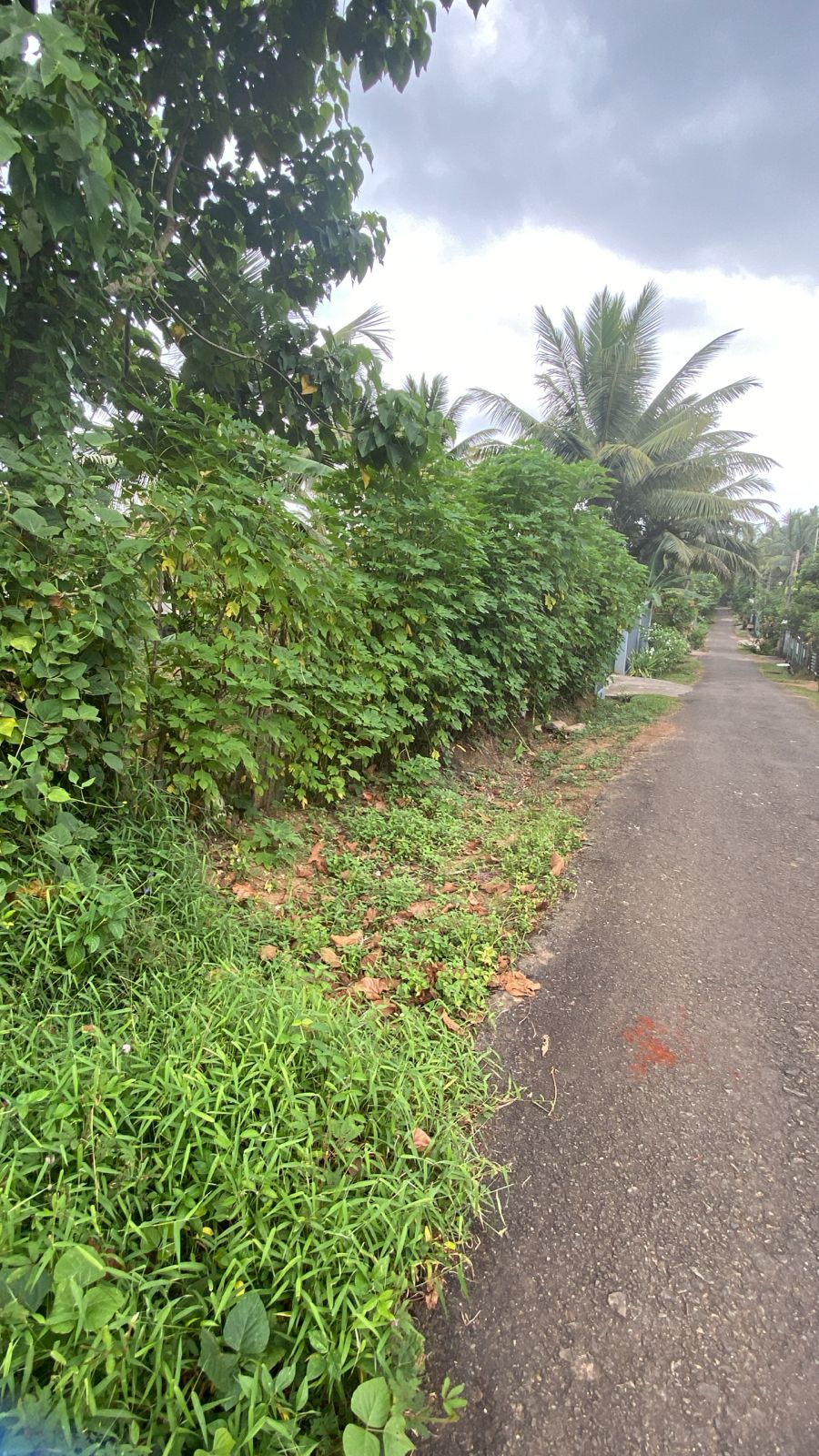 Land For Sale In Moragahahena