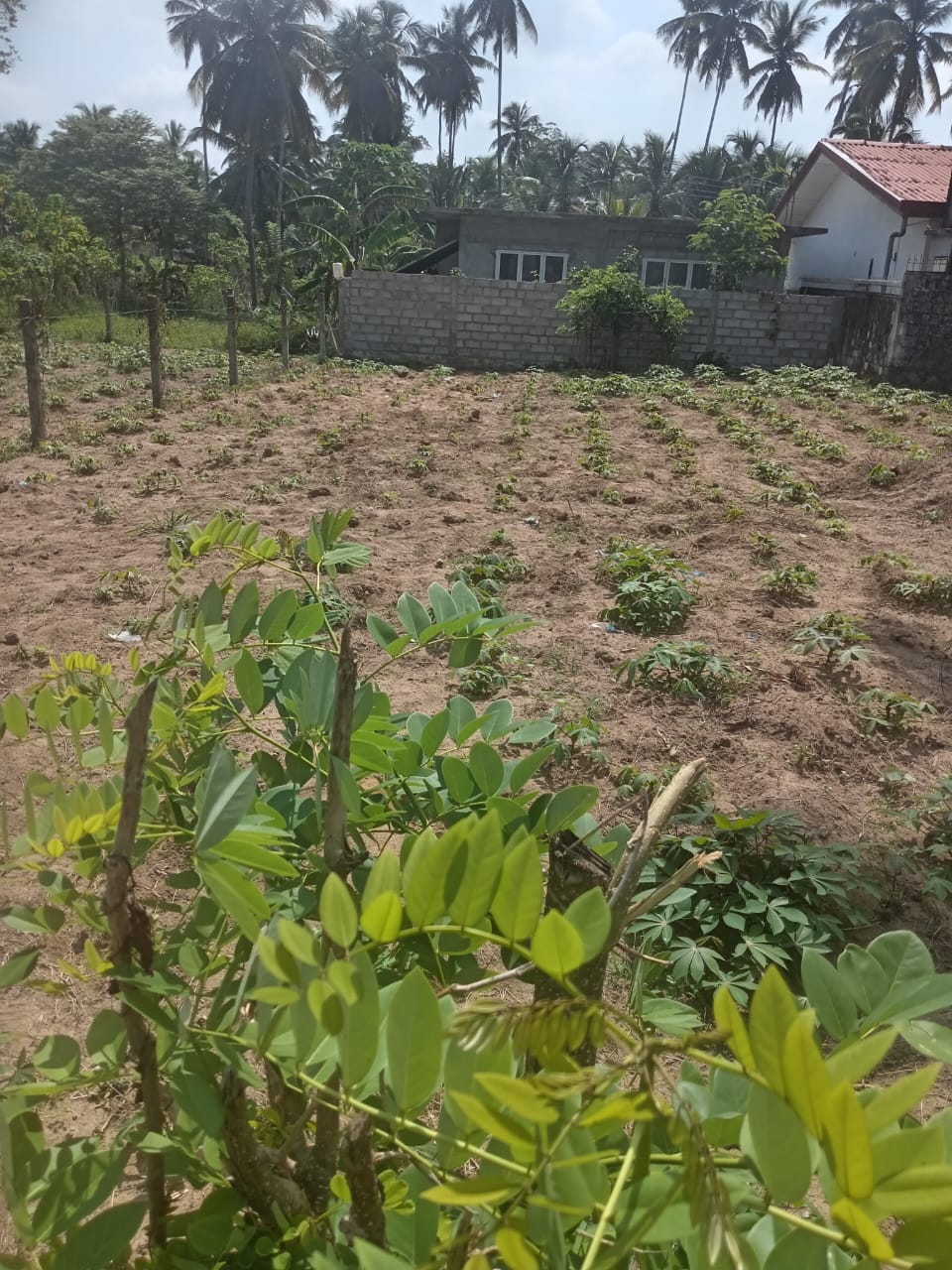 Precious Resident Land for Sales ( 11 Perches) Kadawatha