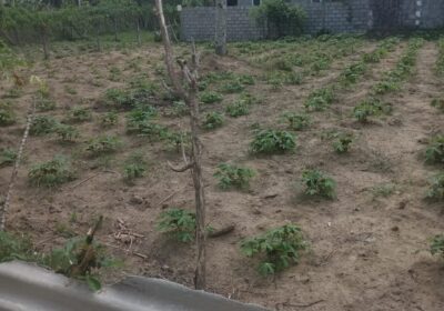 Precious Resident Land for Sales ( 11 Perches) Kadawatha