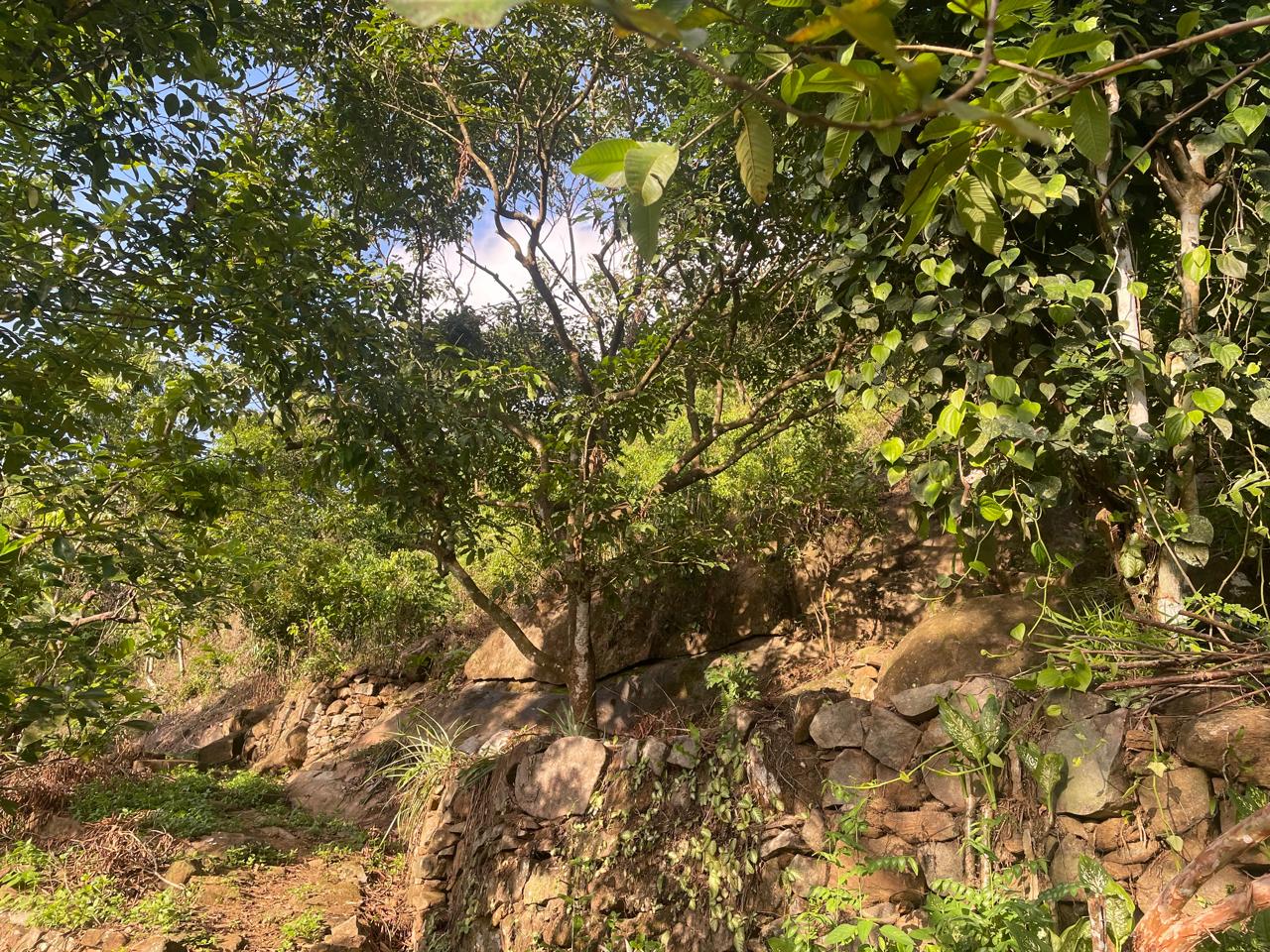 අක්කර 18.5 ක කුරුඳු රබර් ඇතුලු මිශ්‍ර බෝග සහිත ඉඩම විකිණීමට