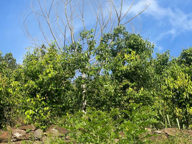 අක්කර 18.5 ක කුරුඳු රබර් ඇතුලු මිශ්‍ර බෝග සහිත ඉඩම විකිණීමට