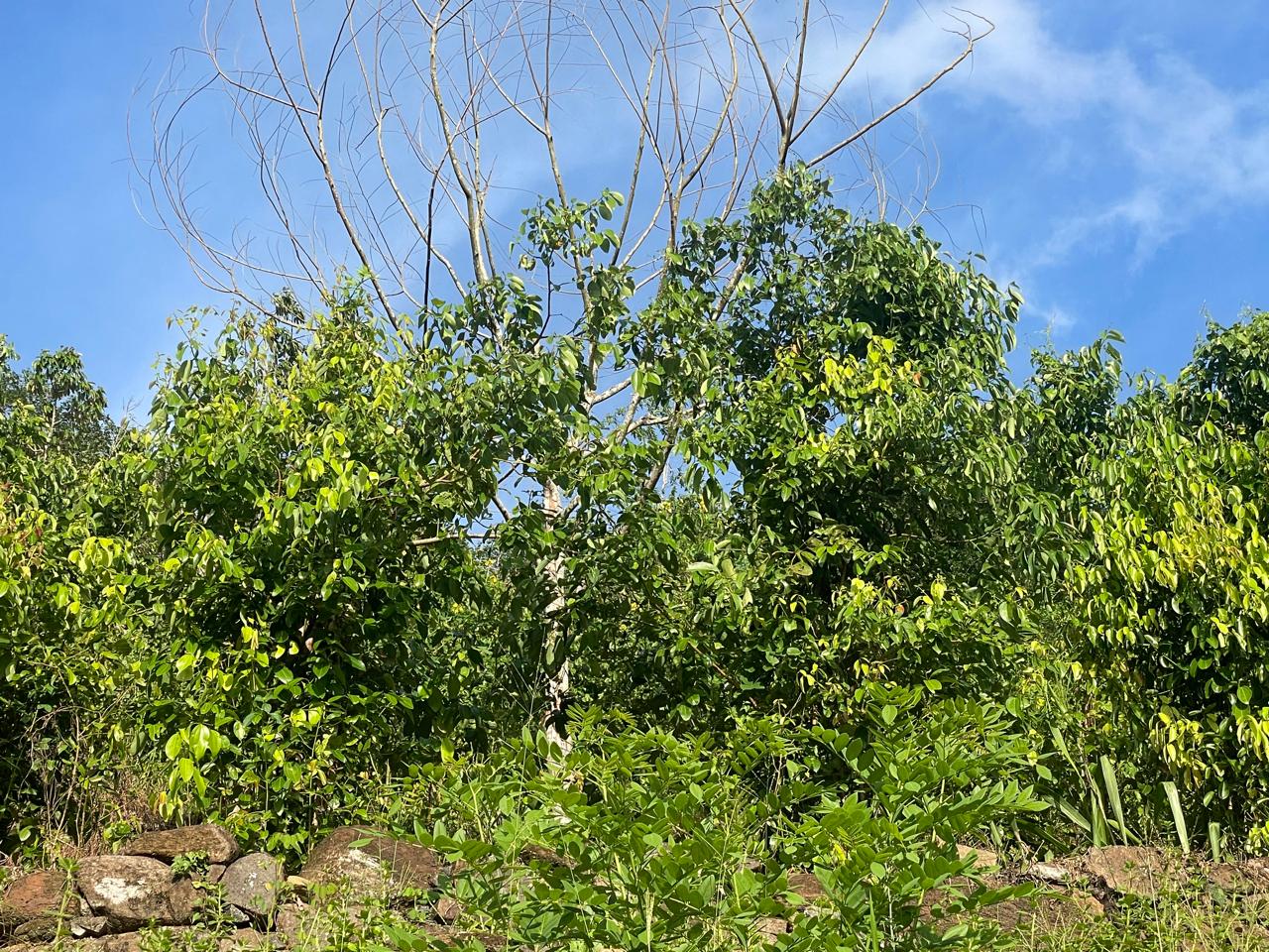 අක්කර 18.5 ක කුරුඳු රබර් ඇතුලු මිශ්‍ර බෝග සහිත ඉඩම විකිණීමට