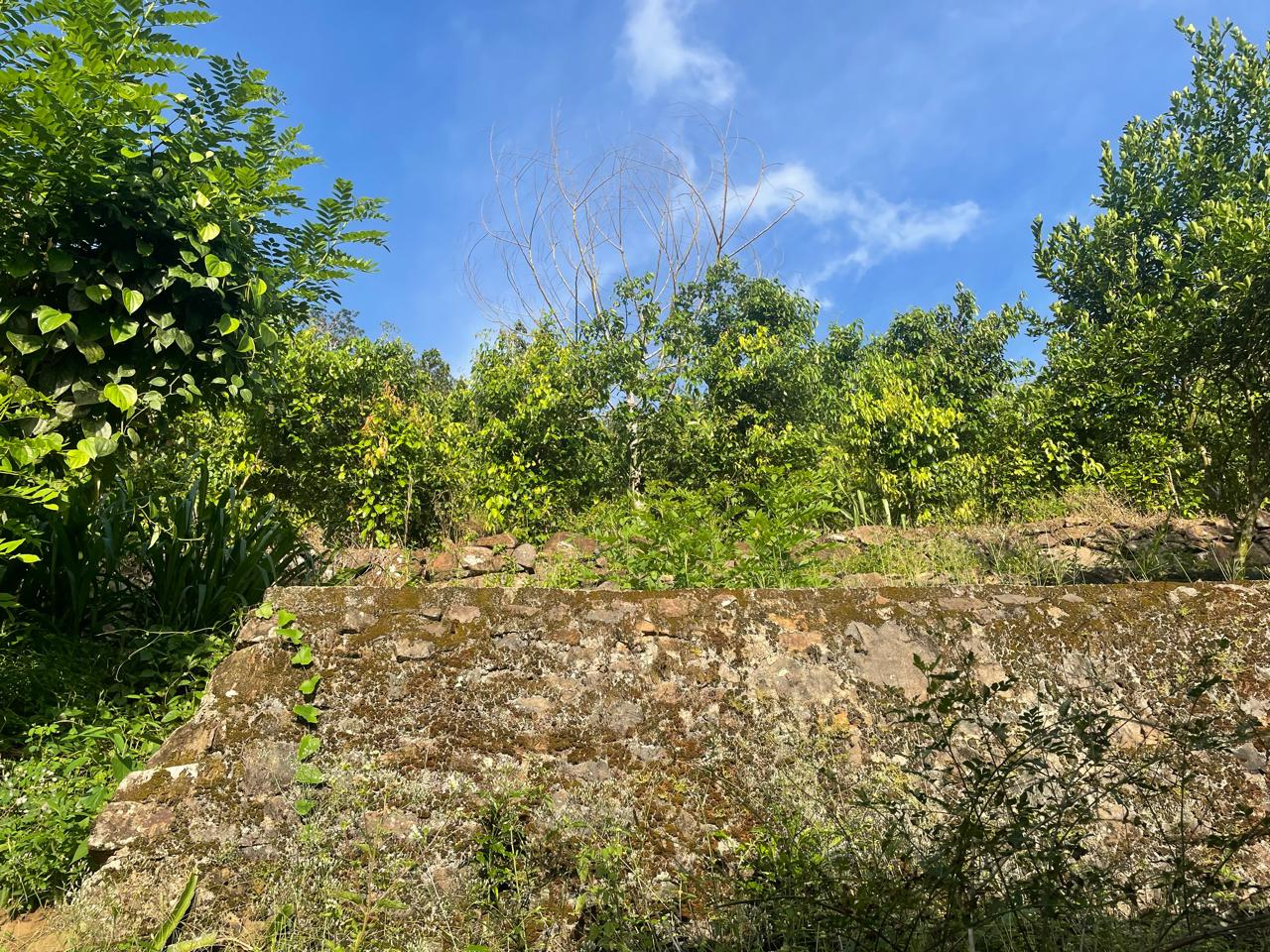 අක්කර 18.5 ක කුරුඳු රබර් ඇතුලු මිශ්‍ර බෝග සහිත ඉඩම විකිණීමට