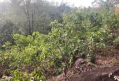 අක්කර 18.5 ක කුරුඳු රබර් ඇතුලු මිශ්‍ර බෝග සහිත ඉඩම විකිණීමට