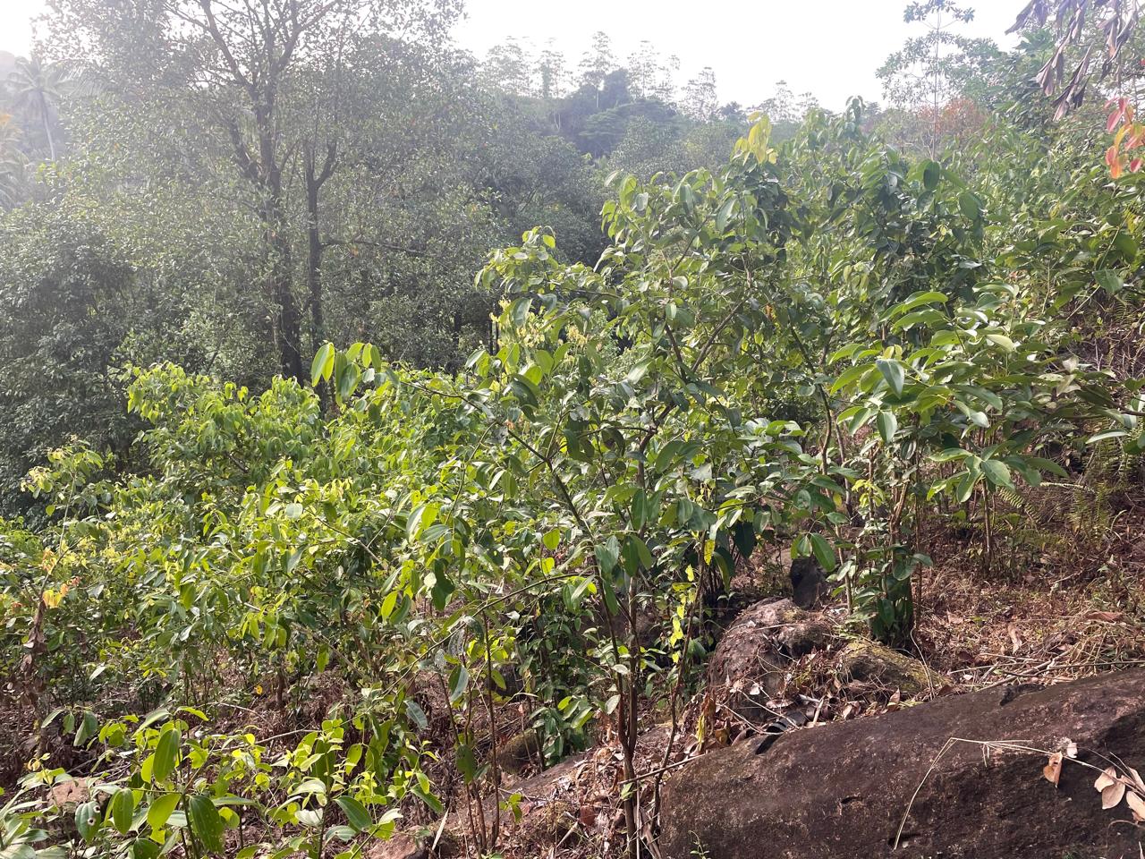 අක්කර 18.5 ක කුරුඳු රබර් ඇතුලු මිශ්‍ර බෝග සහිත ඉඩම විකිණීමට