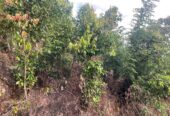 අක්කර 18.5 ක කුරුඳු රබර් ඇතුලු මිශ්‍ර බෝග සහිත ඉඩම විකිණීමට